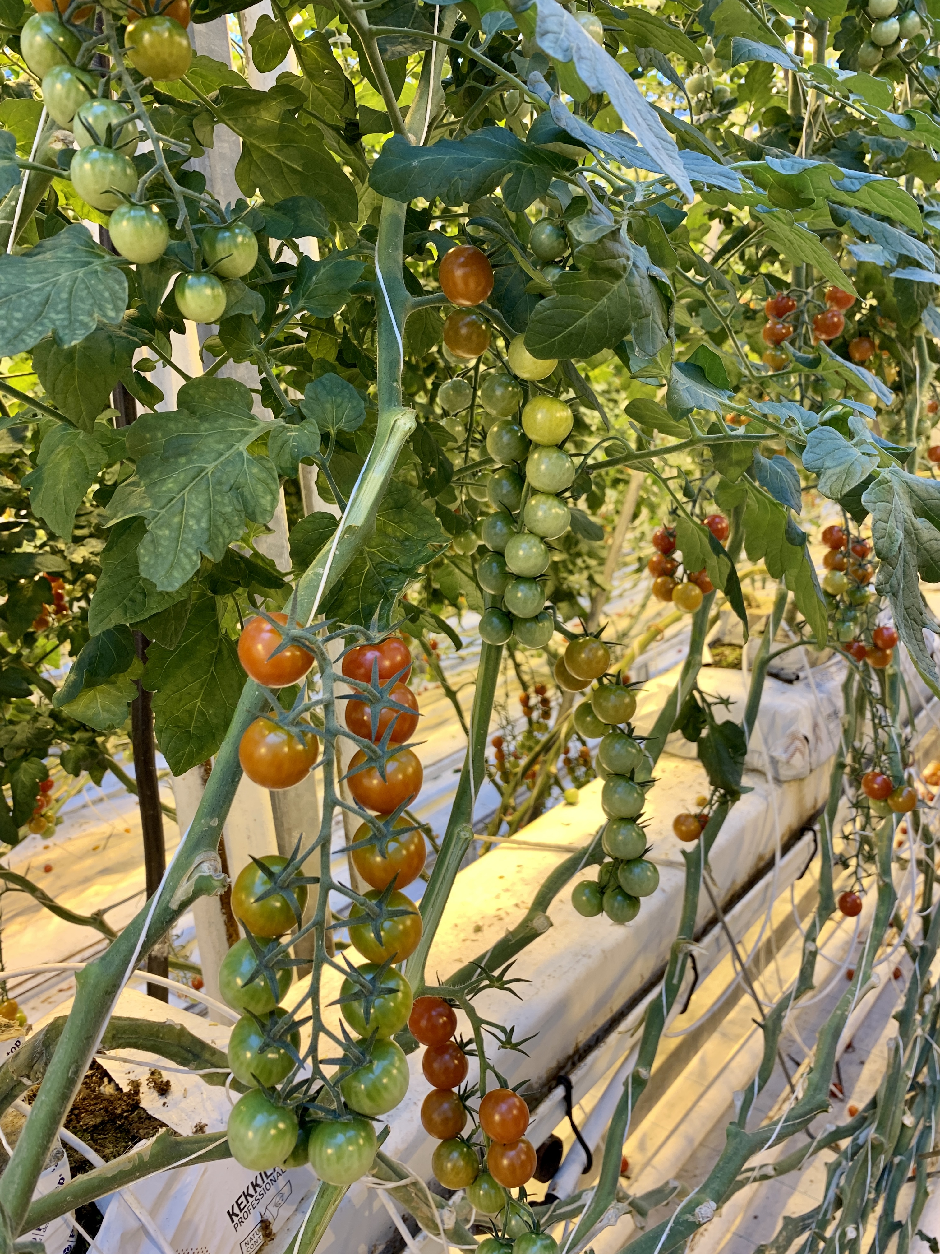 Close up shot of red & green tomatoes growing in the greenhouse