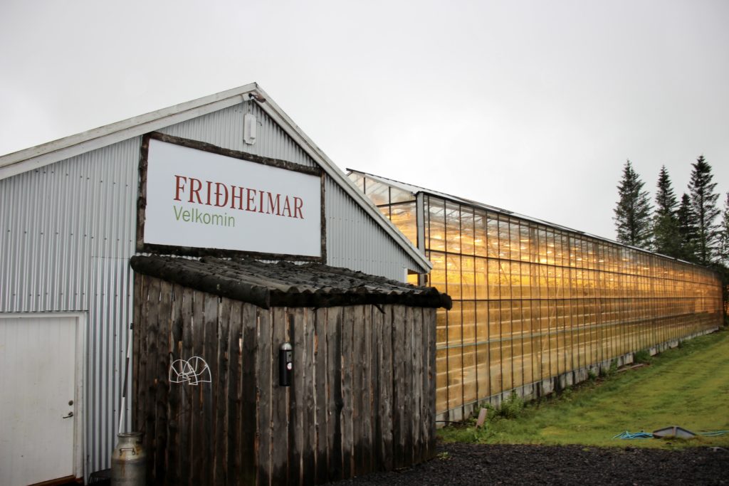 Fridheimar Greenhouse 
