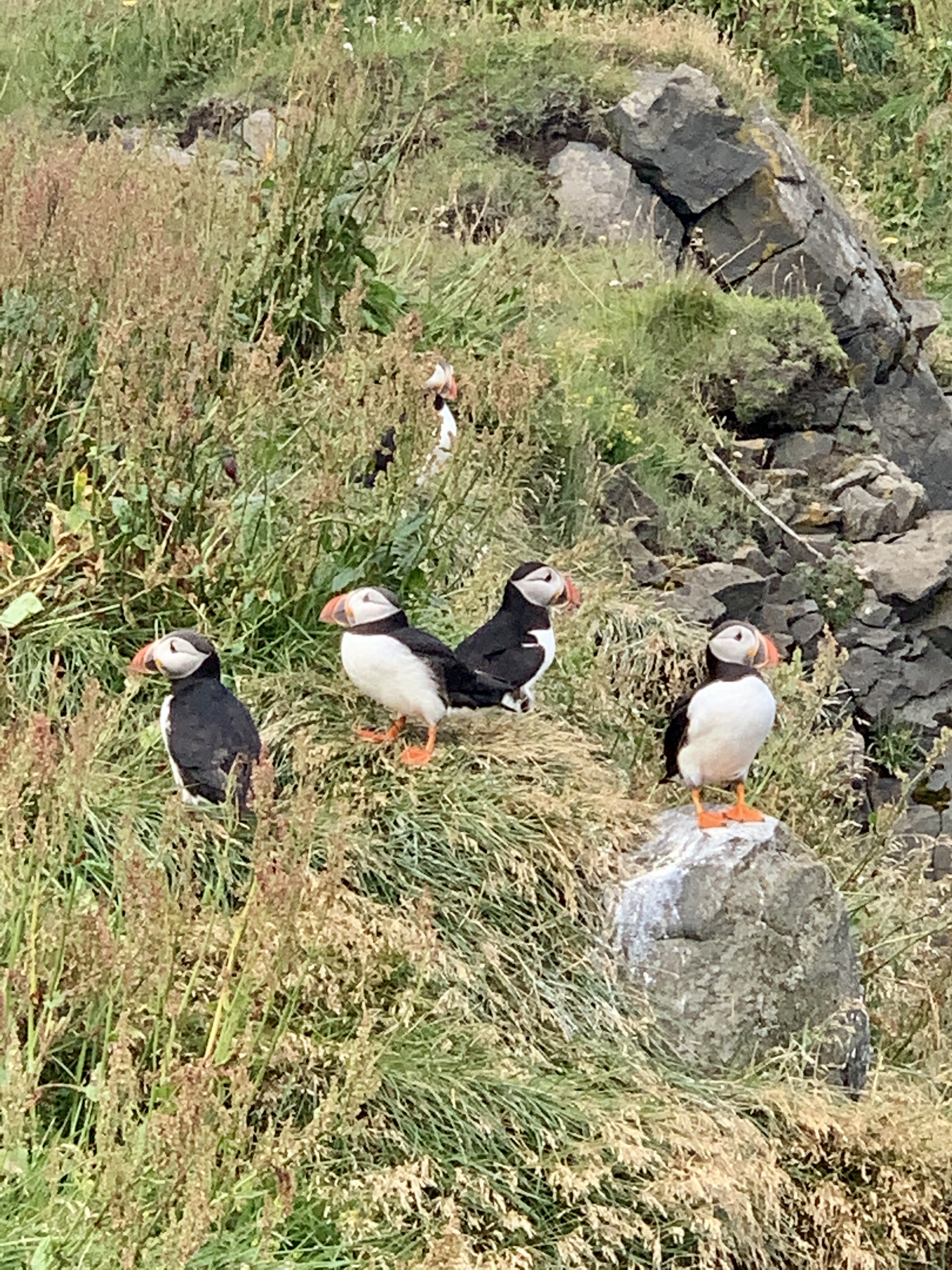 Puffins at Dyholaey Cliffs